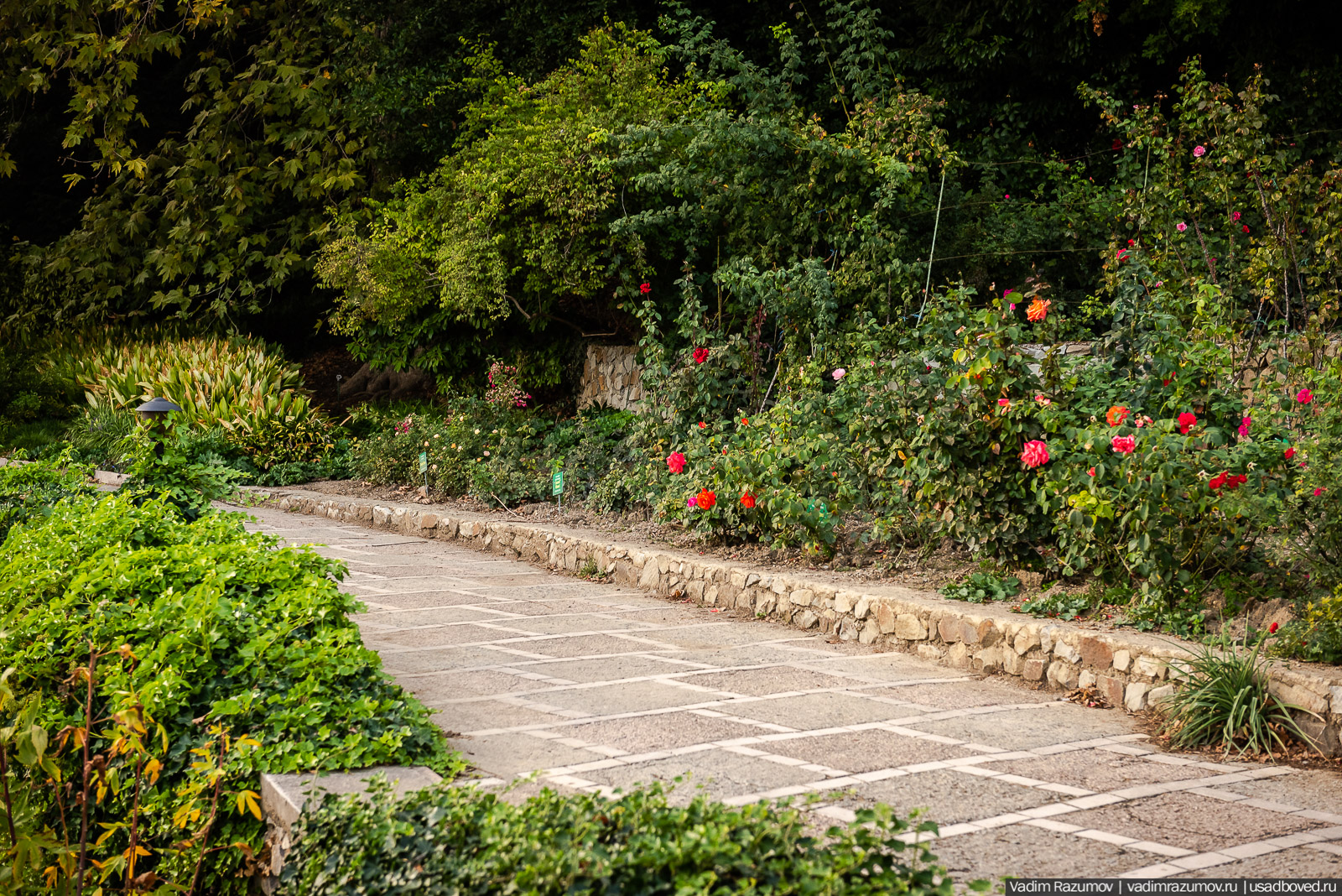 Никитский ботанический сад