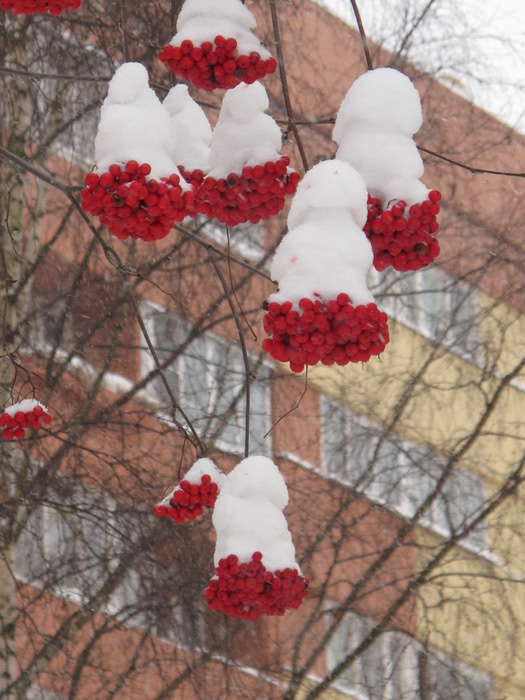 24 (525x700, 127Kb)