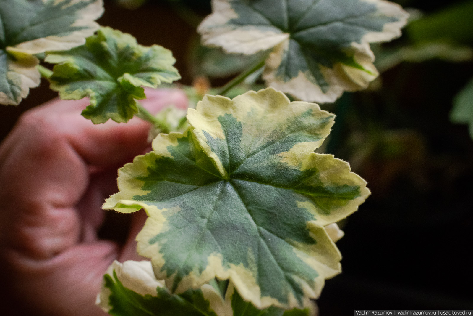 Пеларгония, герань, Вадим Разумов