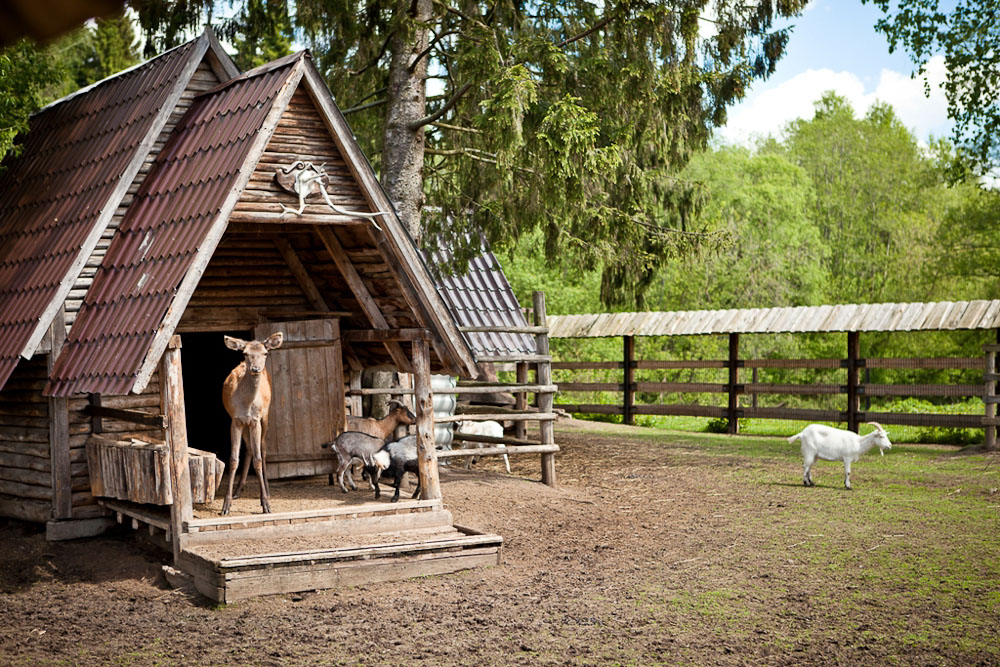 Экоэлектричка. В Талдом на Cовиный ФЕСТ!