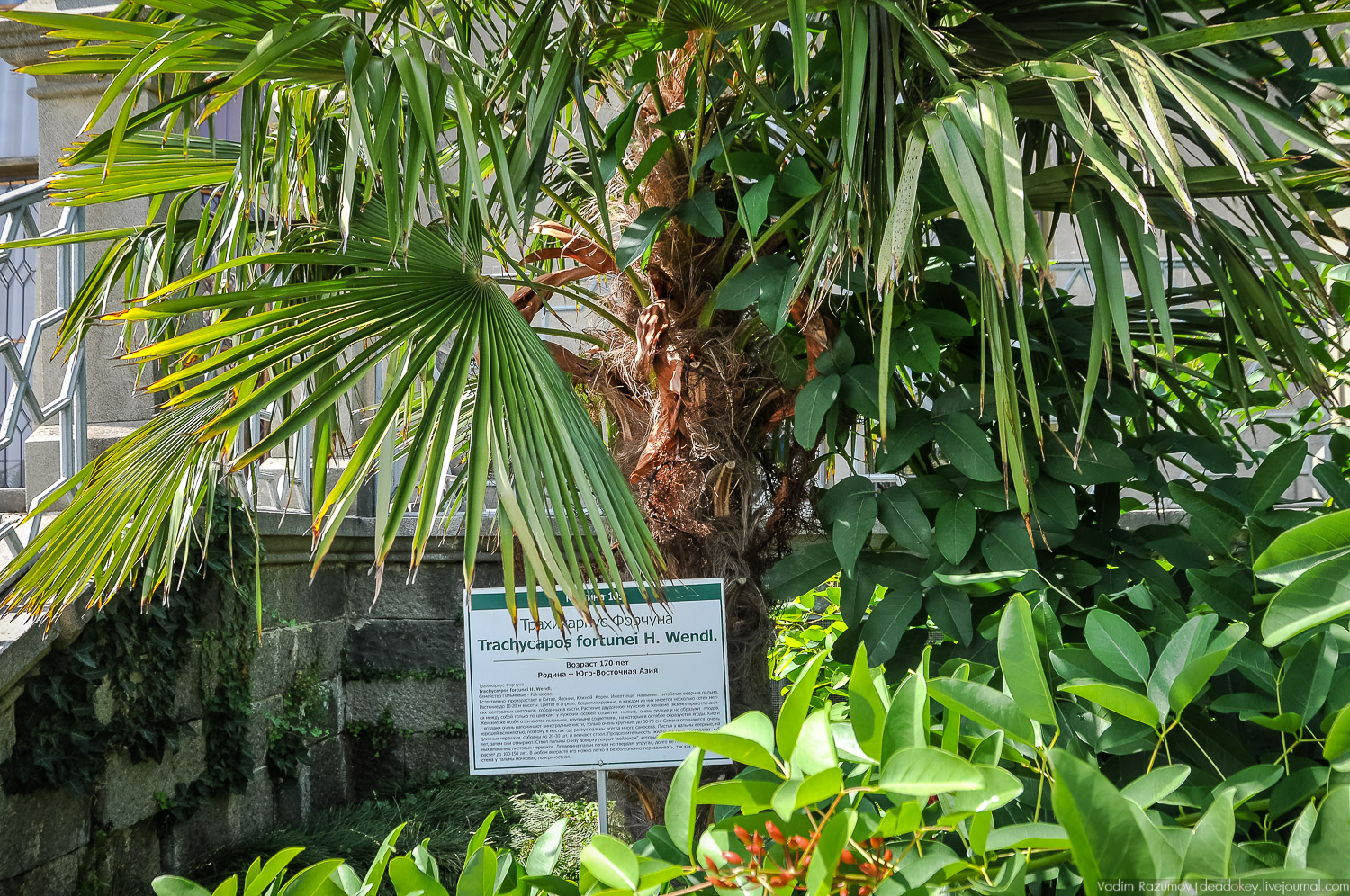 Алупка, Воронцовский дворец, Крым