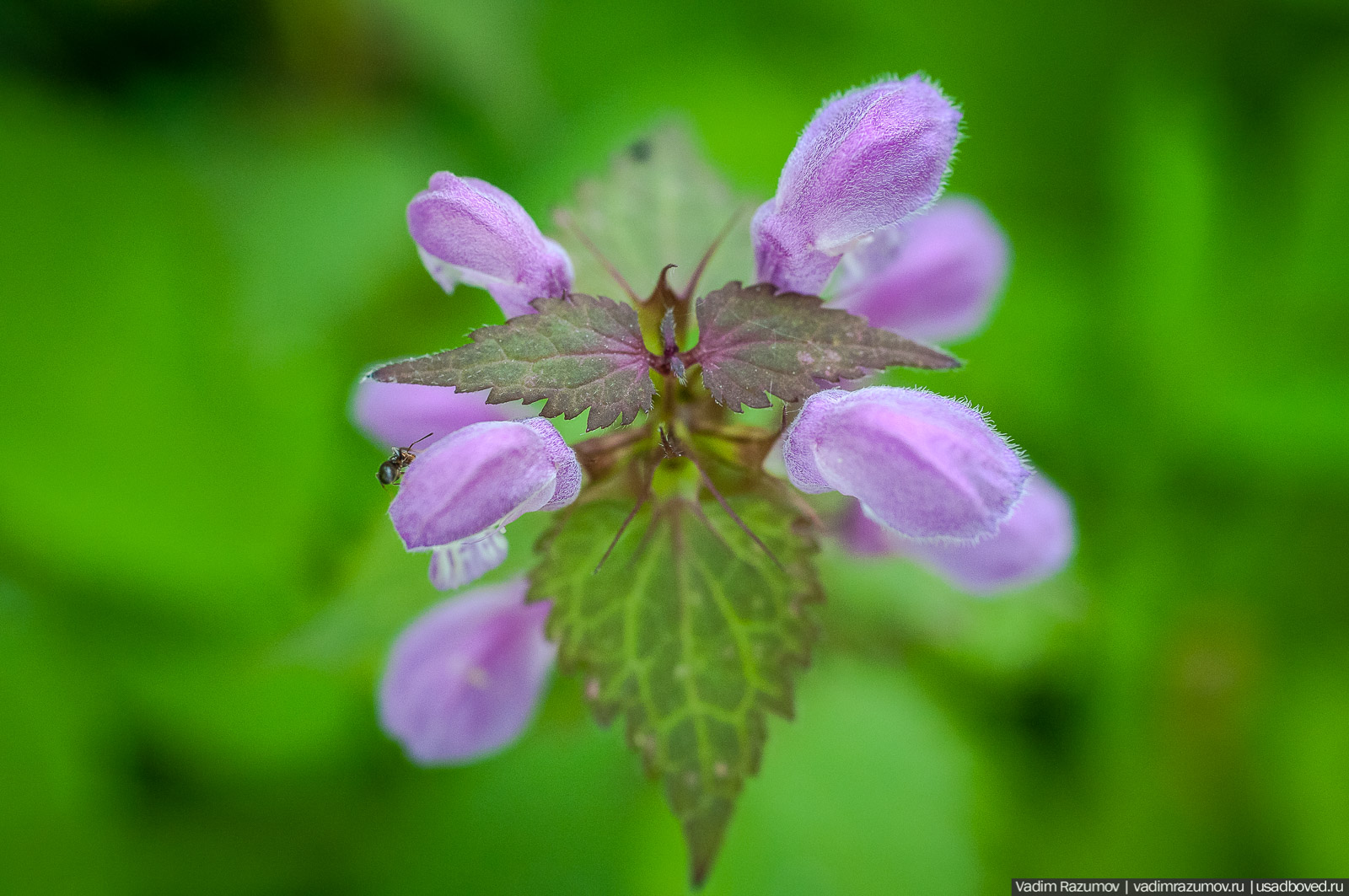 усадьба Дворяниново, Андрей Тимофеевич Болотов, Тульская область