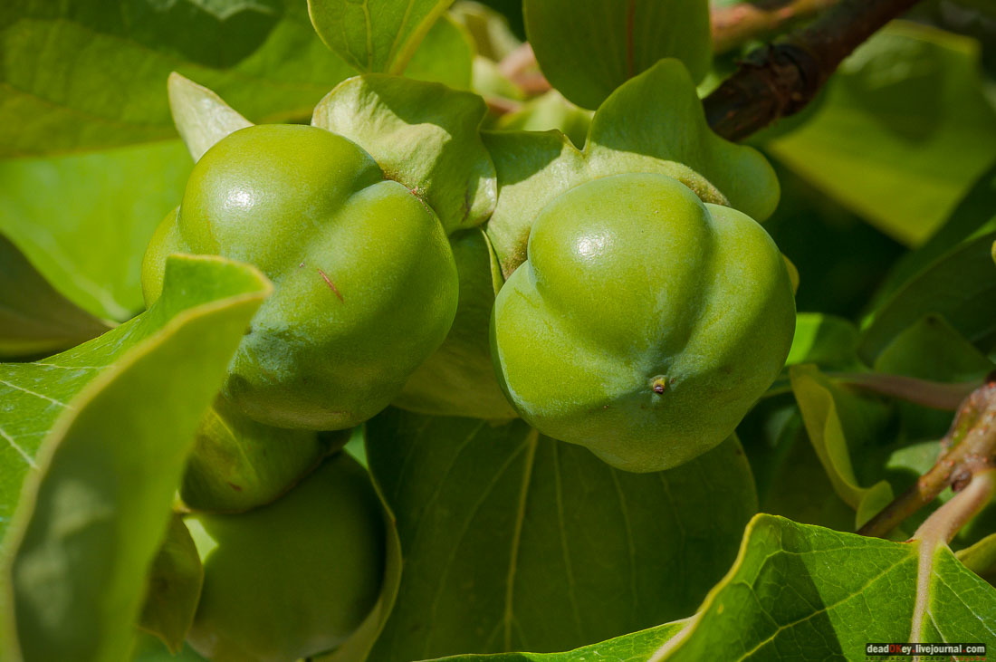 Юсуповский дворец в Кореизе, Крым