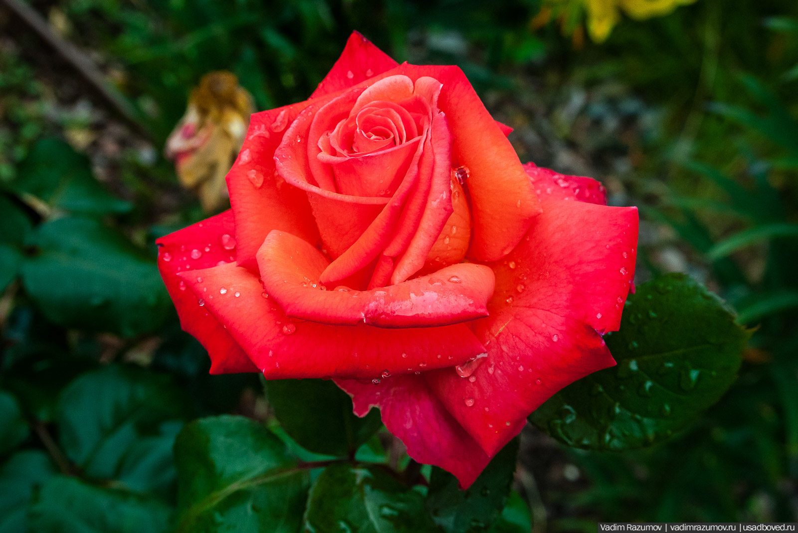 усадьба Марьино Строгановых, розарий, розы, сад