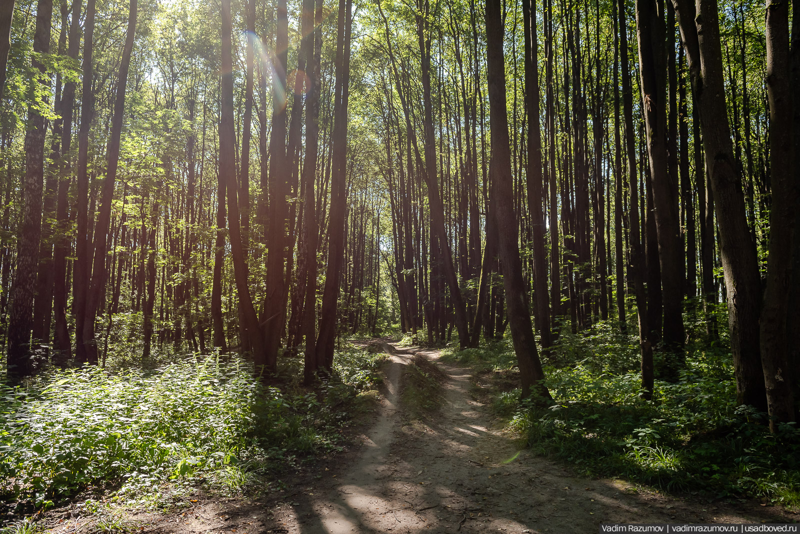 Усадьба Заболотье, парк, курганы, Долгопрудный, Москва
