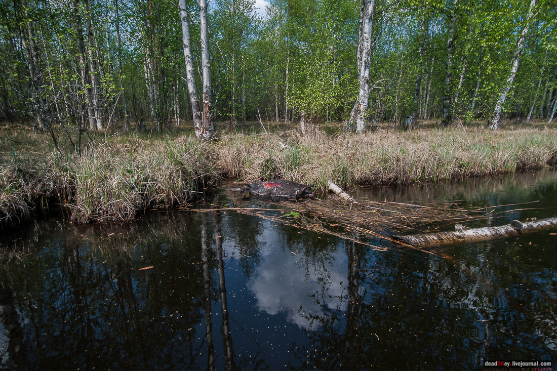 Россия, Карелия, Кондопожский район, Вендеры, Сяпчозеро, Спасская Губа