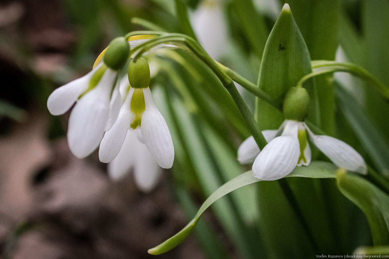 Продснежники в Аптекарском огороде