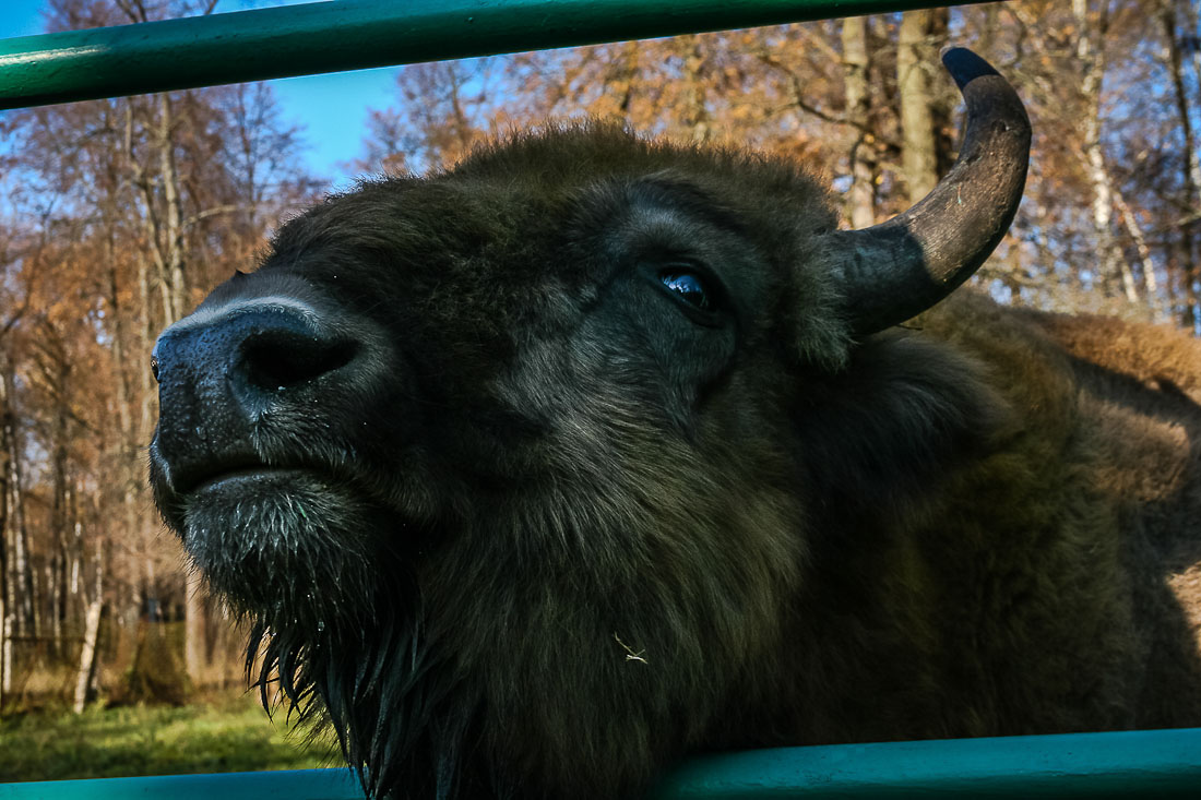 Усадебный экспресс. Экоэлектричка. Зубры и Страусы в Подмосковье.