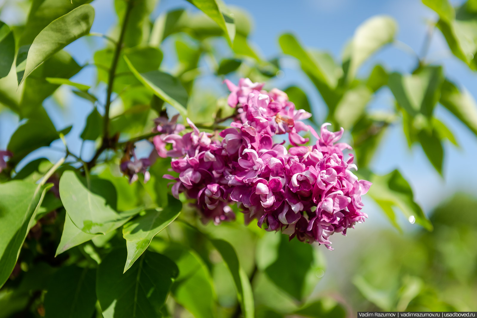 Мещерский дендрарий, ЛОСС, усадьба Барсуково, цветение сирени, Липецкая области