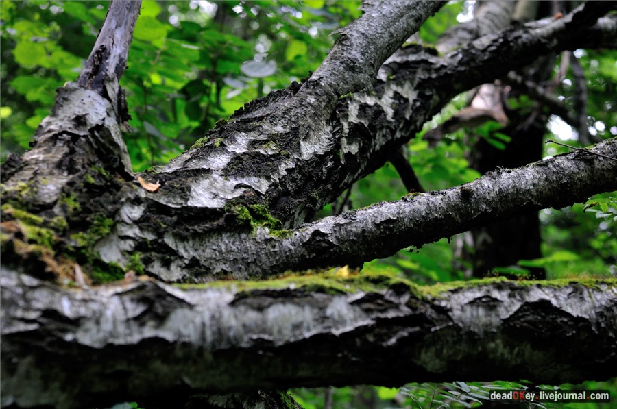 усадьба Алмазово