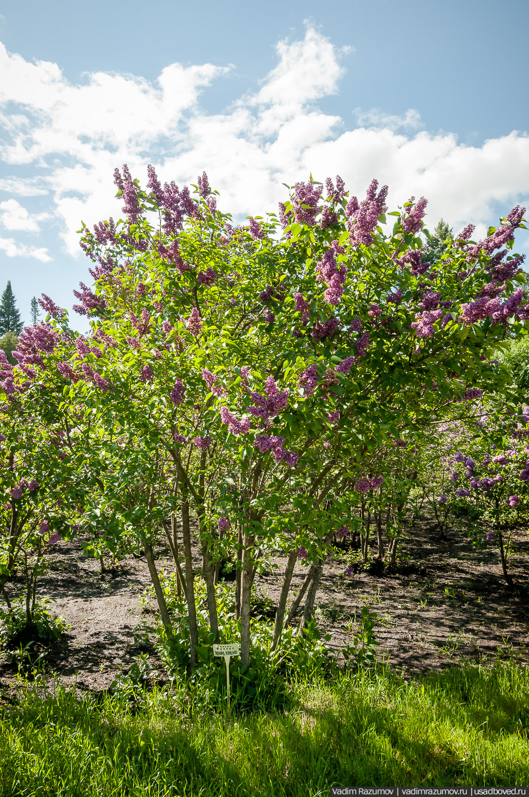 Мещерский дендрарий, ЛОСС, усадьба Барсуково, цветение сирени, Липецкая области