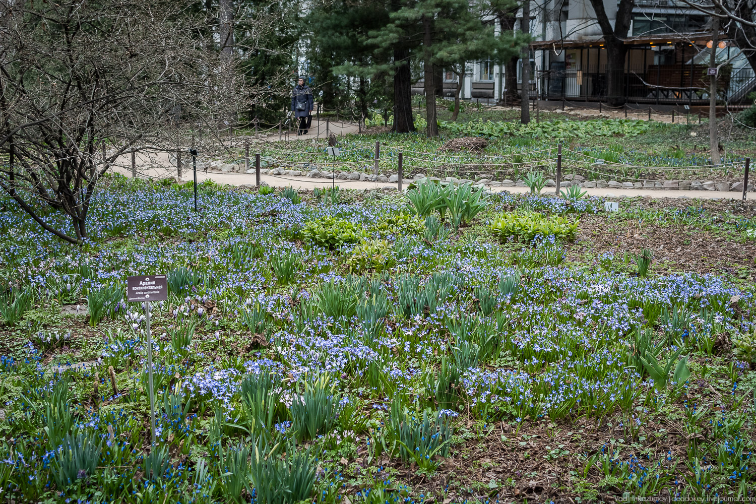 Продснежники в Аптекарском огороде