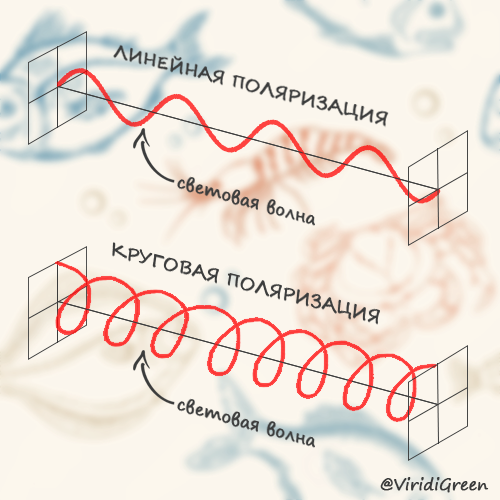 Сногсшибательная тварь на дне океана ракбогомол, видит, ракабогомола, света, очень, раковбогомолов, которые, удара, волны, имеет, которая, обладает, Причем, поляризации, поляризация, животное, поверхность, поверхности, больше, структура