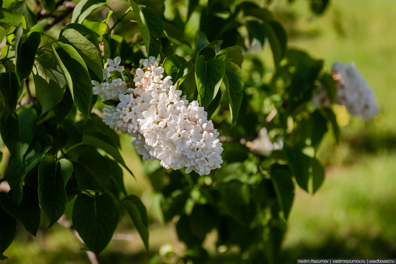 Мещерский дендрарий, ЛОСС, усадьба Барсуково, цветение сирени, Липецкая области