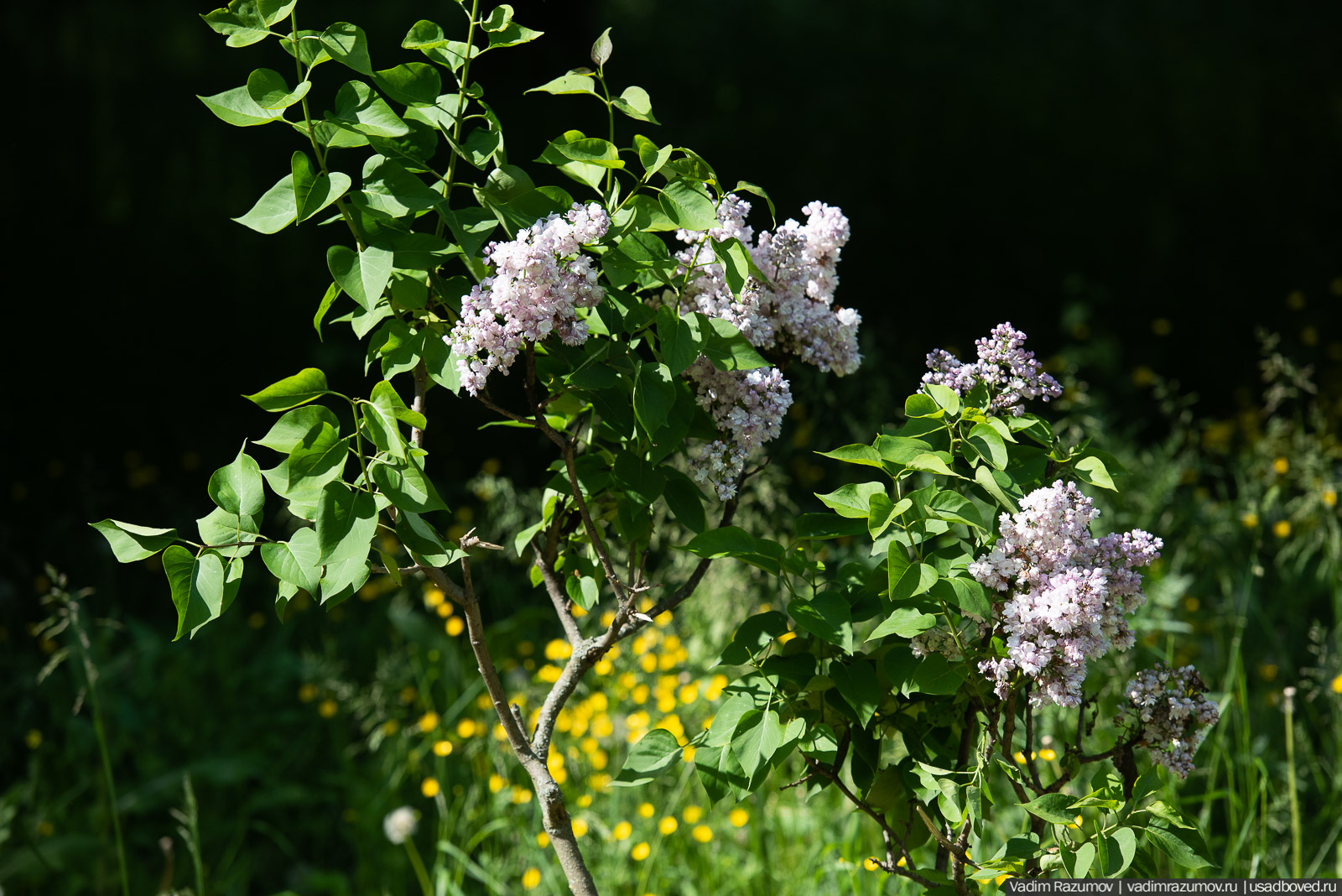 Богородицк, Тульская область