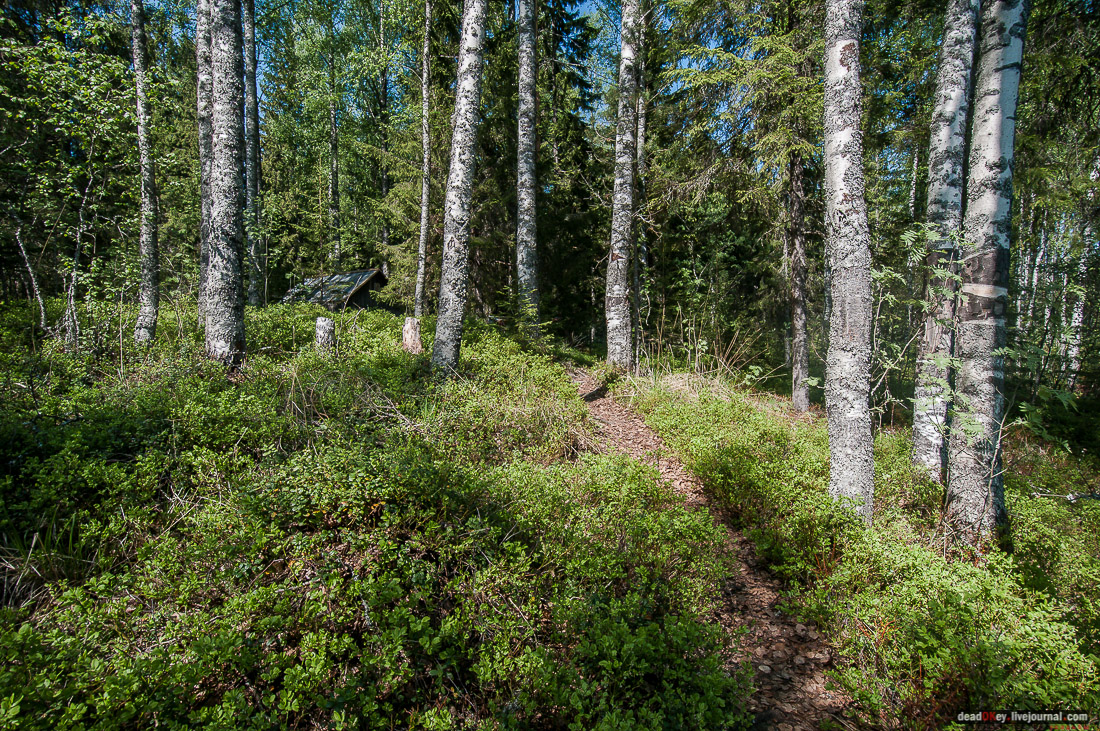 Россия, Карелия, Кондопожский район, Вендеры, Сяпчозеро, Спасская Губа