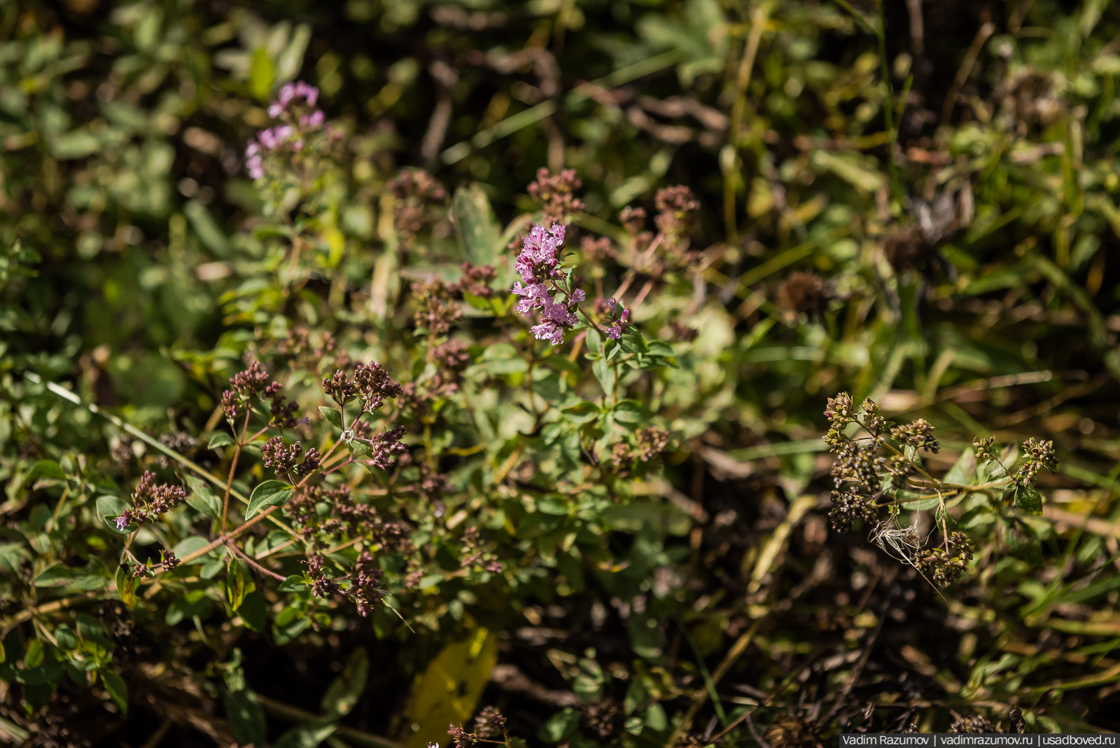 Городище Луковня, Подольское море