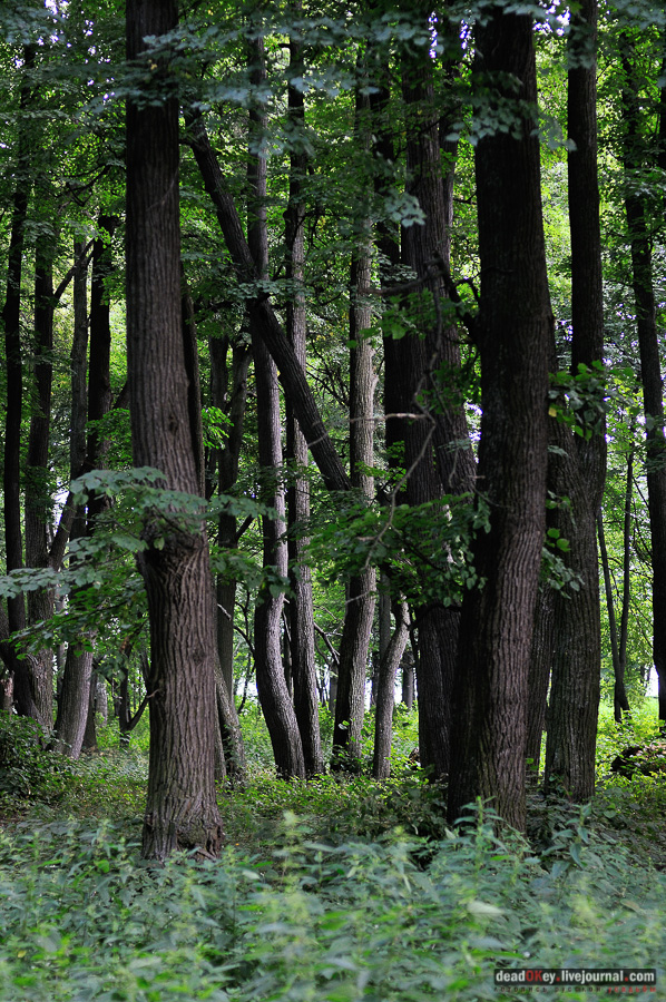 усадьба Матыра