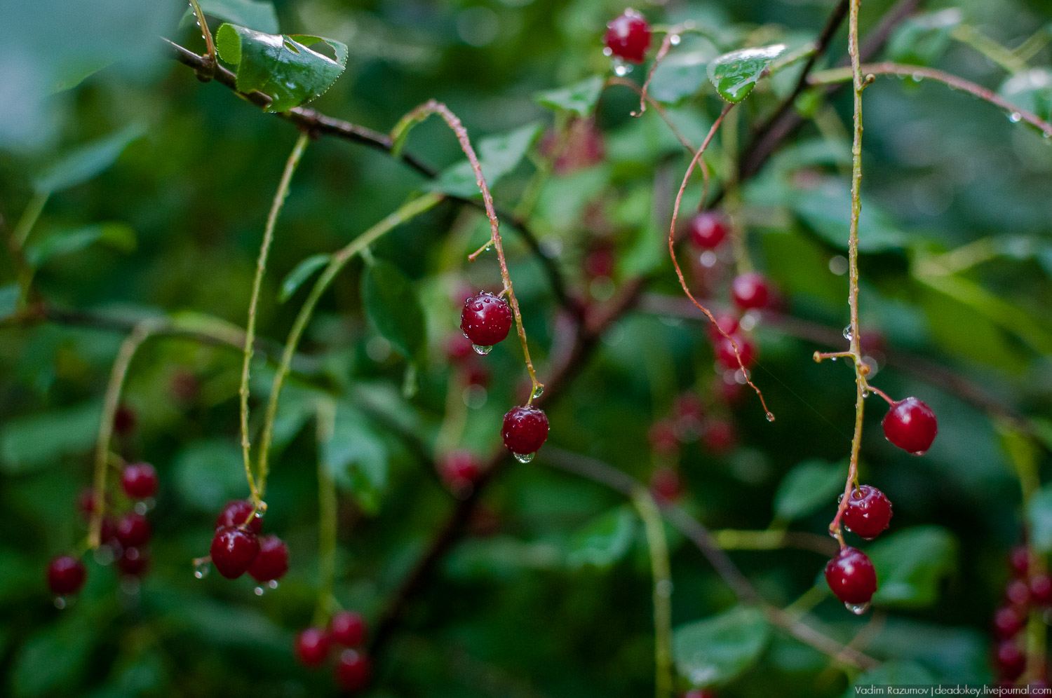 Гремячка, Рязанка, Урусово - тропа Семенова-Тян-Шанского