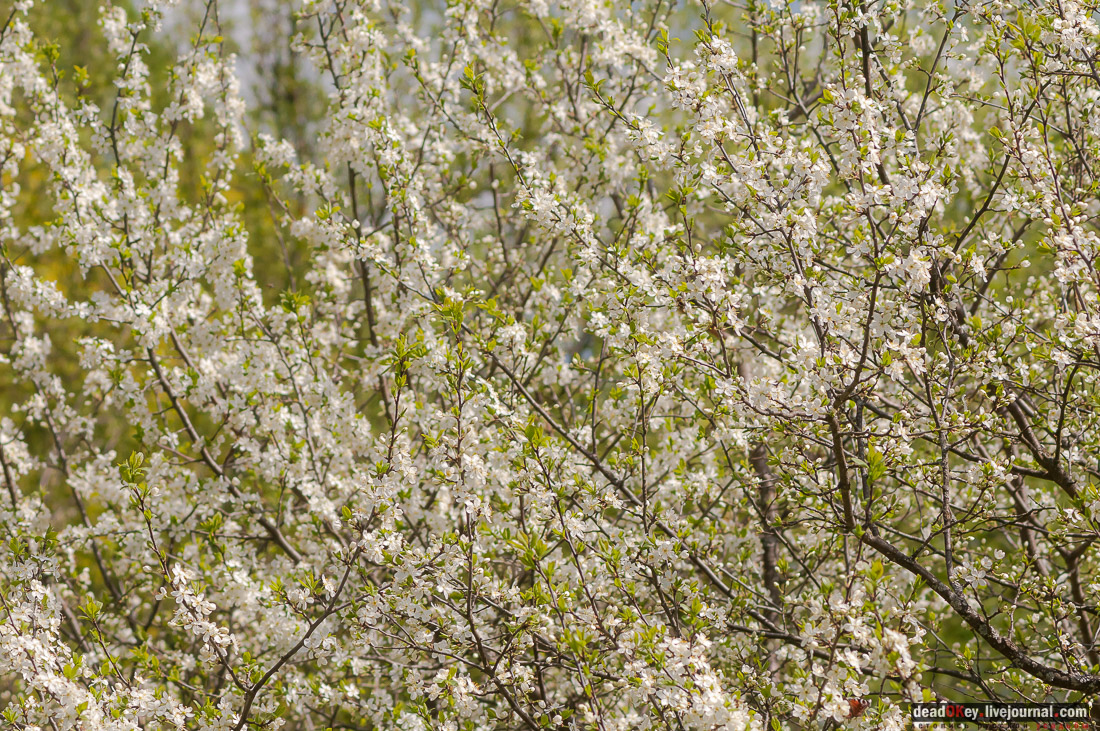 усадьба Дорожаево