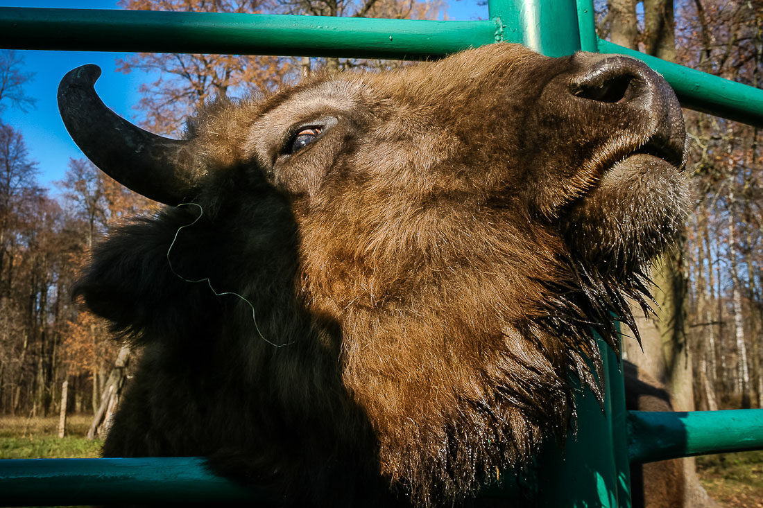 Усадебный экспресс. Экоэлектричка. Зубры и Страусы в Подмосковье.