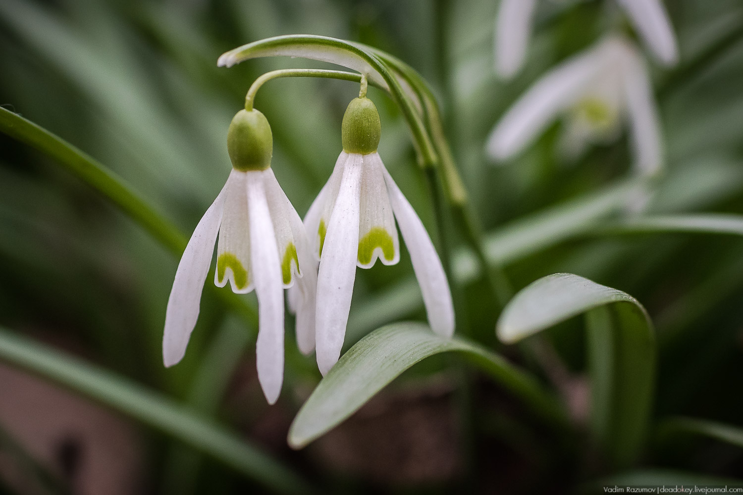 Продснежники в Аптекарском огороде