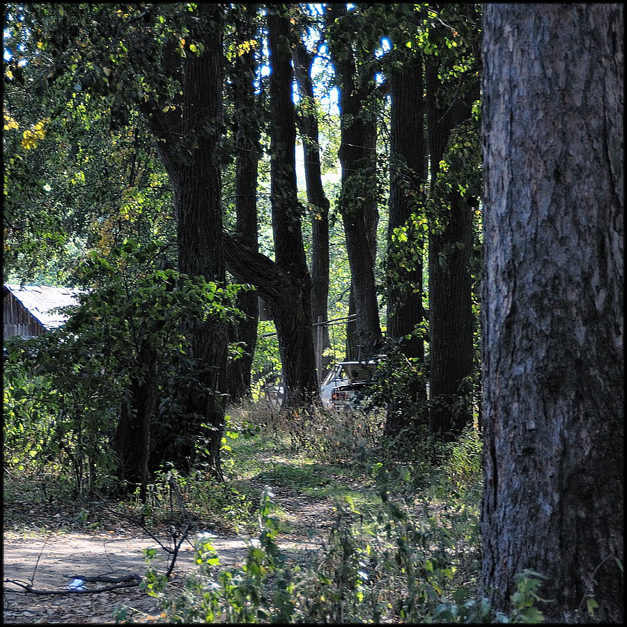 Парковые аллеи в русских усадьбах