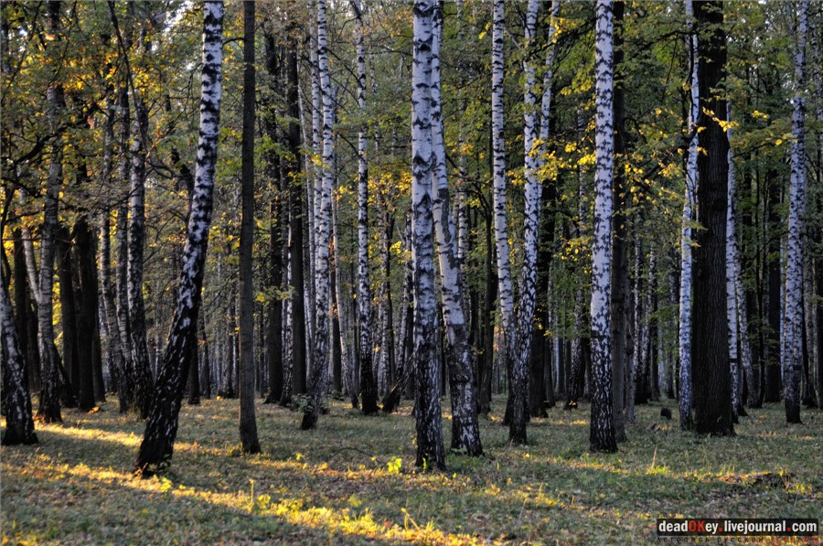усадьба Петровское-Разумовское