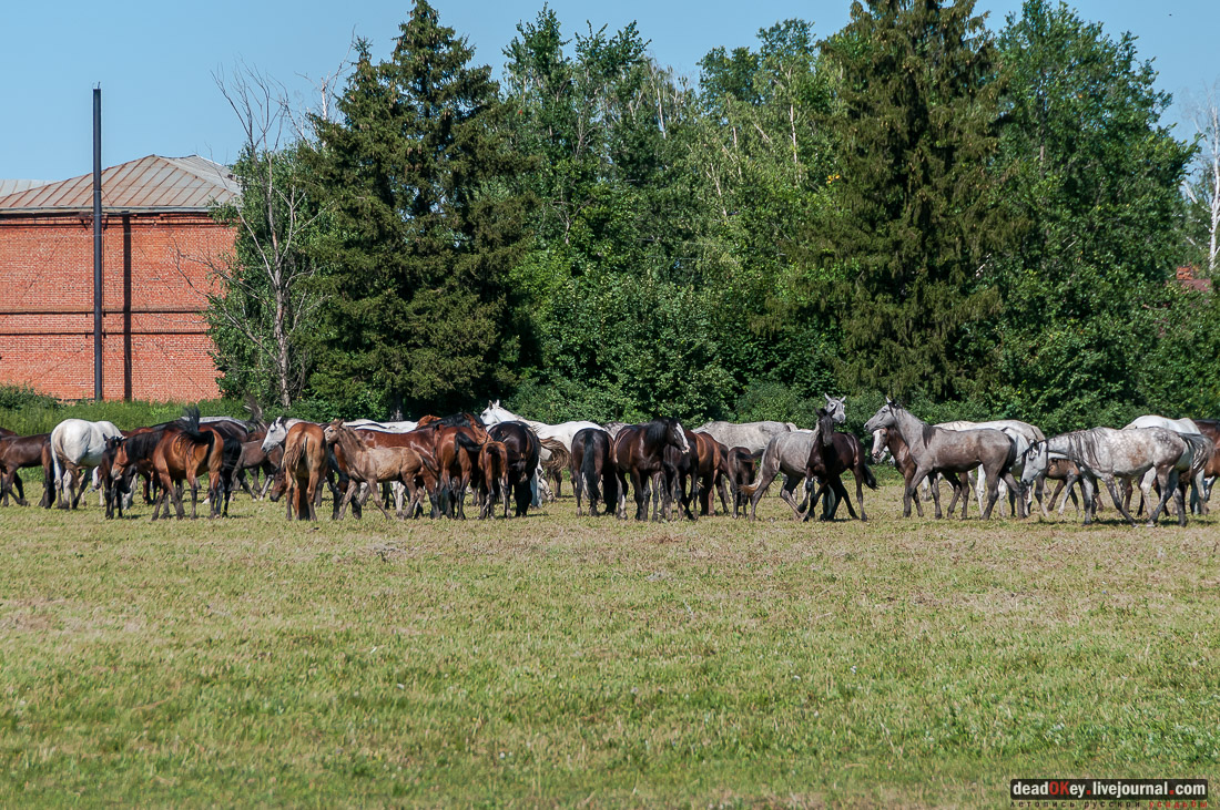 усадьба Новотомниково