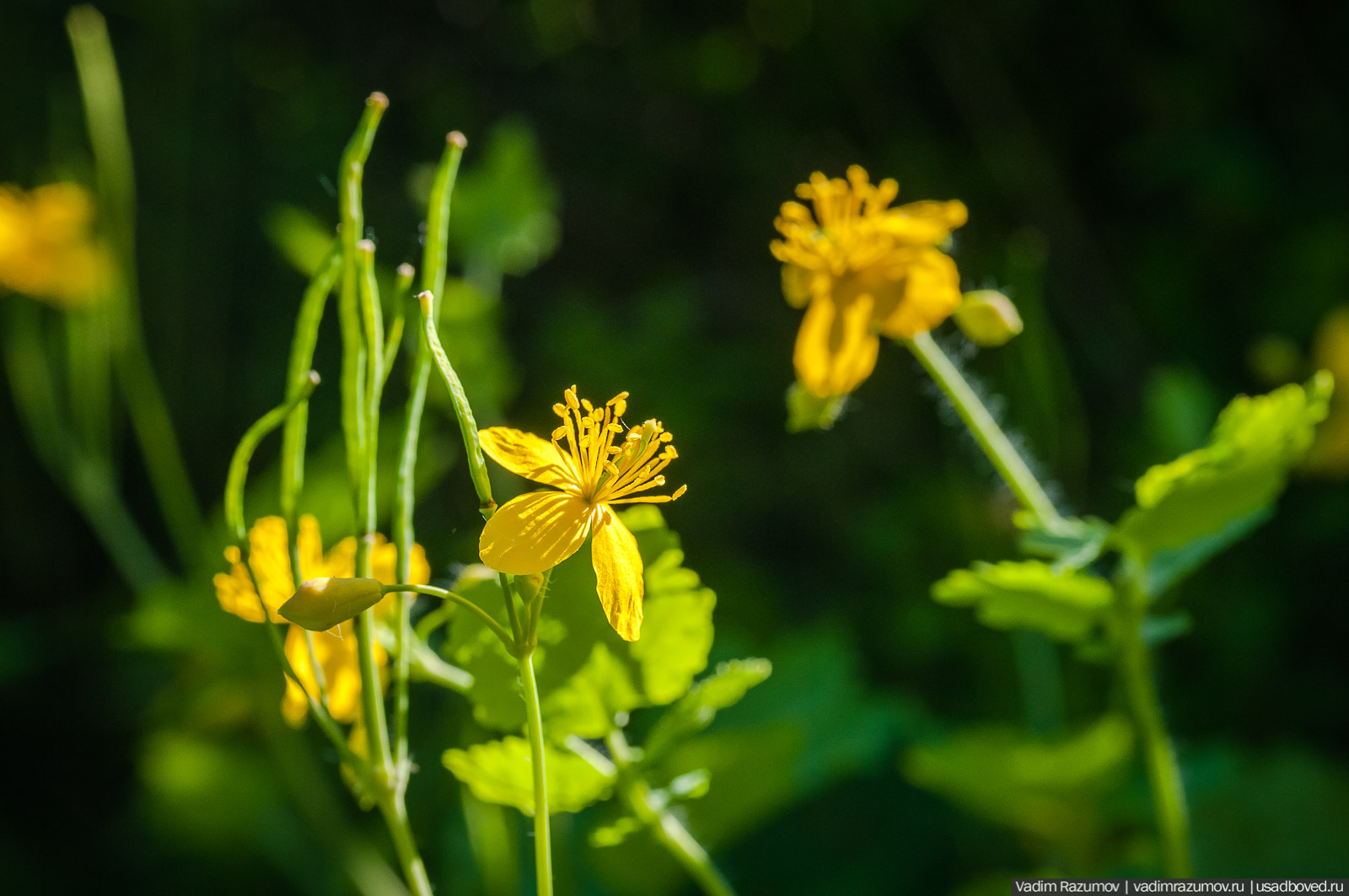 усадьба Дворяниново, Андрей Тимофеевич Болотов, Тульская область