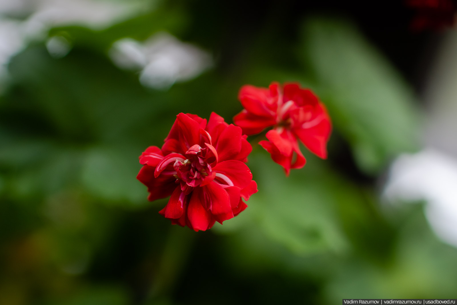 Пеларгония, герань, Вадим Разумов
