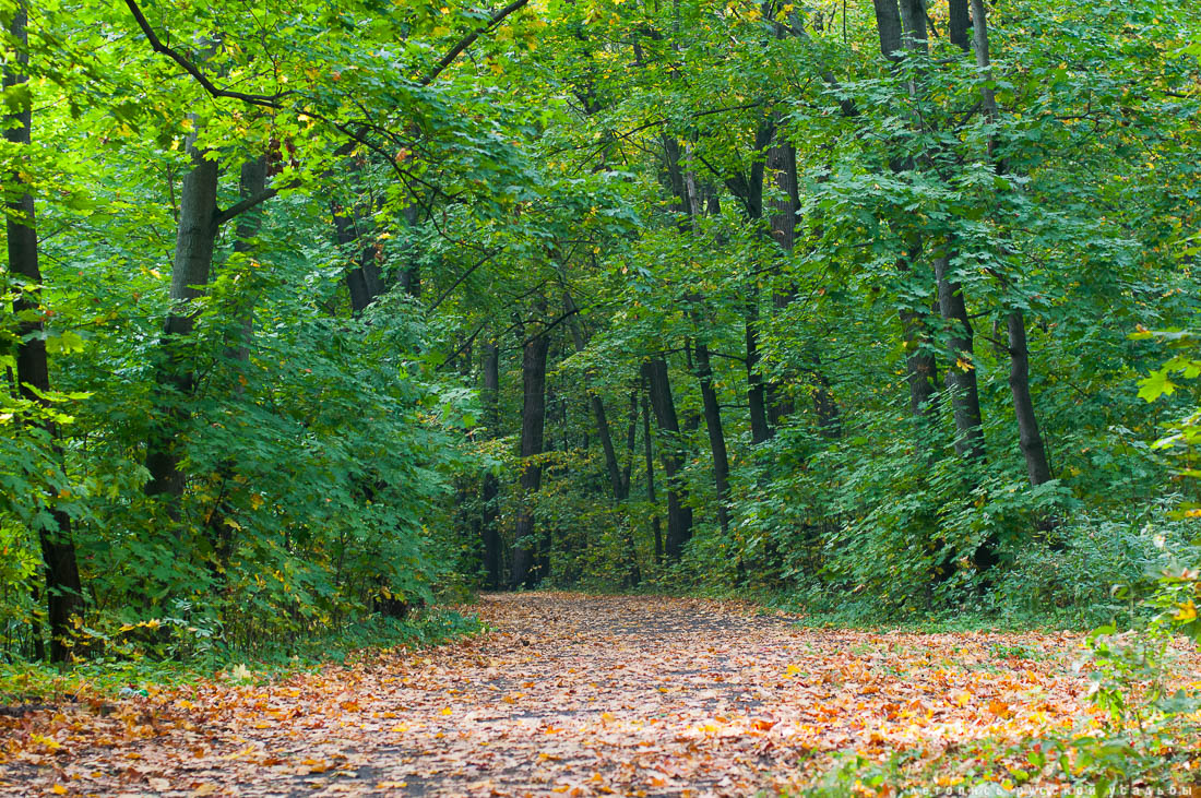 усадьба Быково, субботник, 10 сентября 2016 года