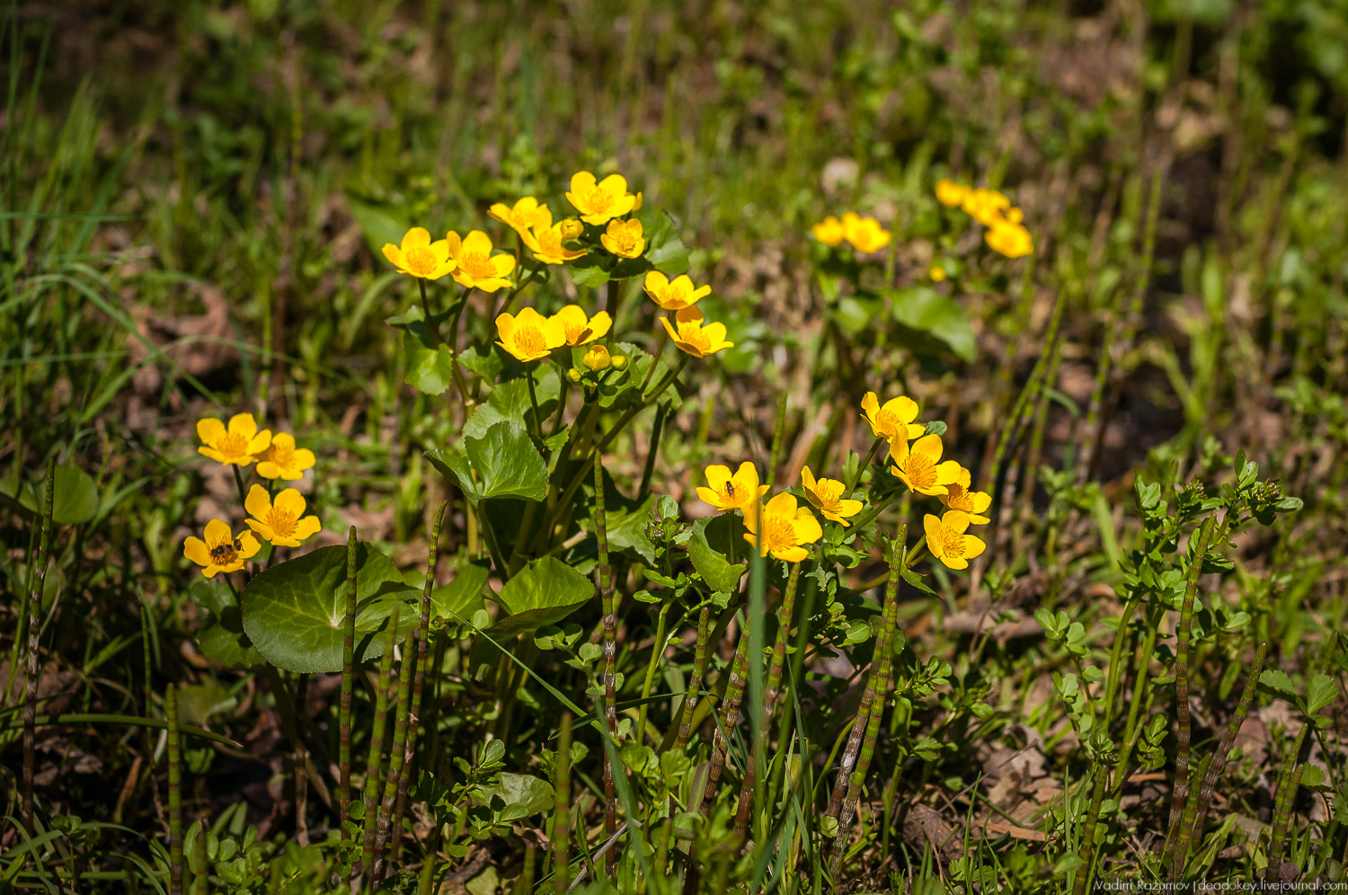 Цветы в усадьбах, поздравление с 8 марта
