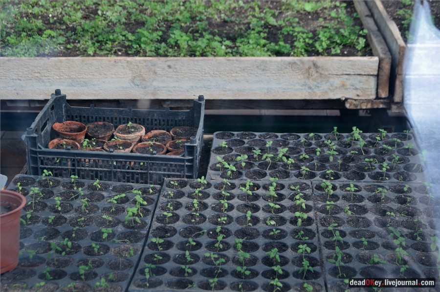 усадьба Узкое