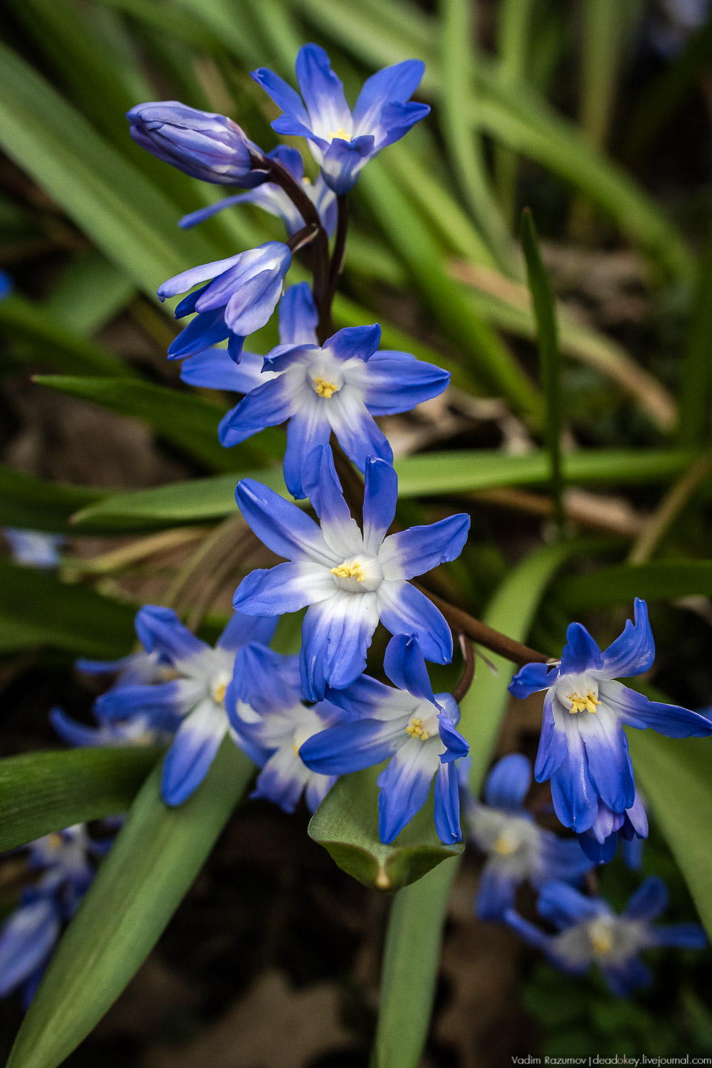 Продснежники в Аптекарском огороде