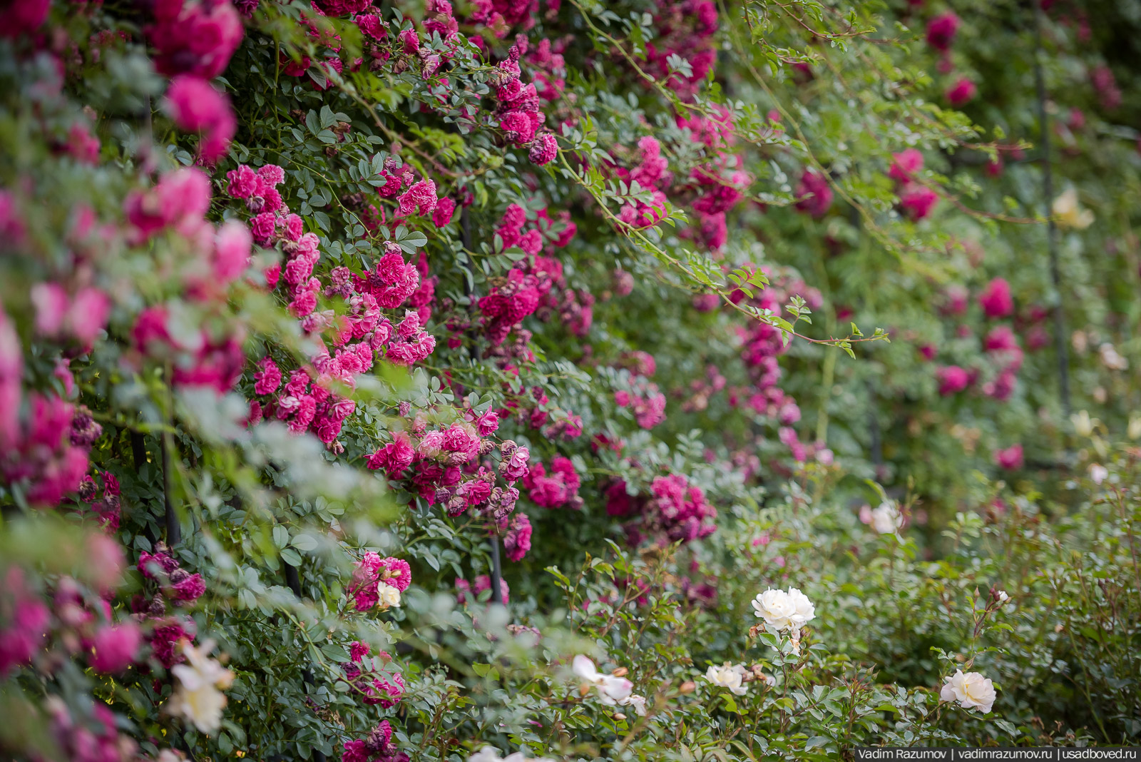усадьба Марьино Строгановых, розарий, розы, сад