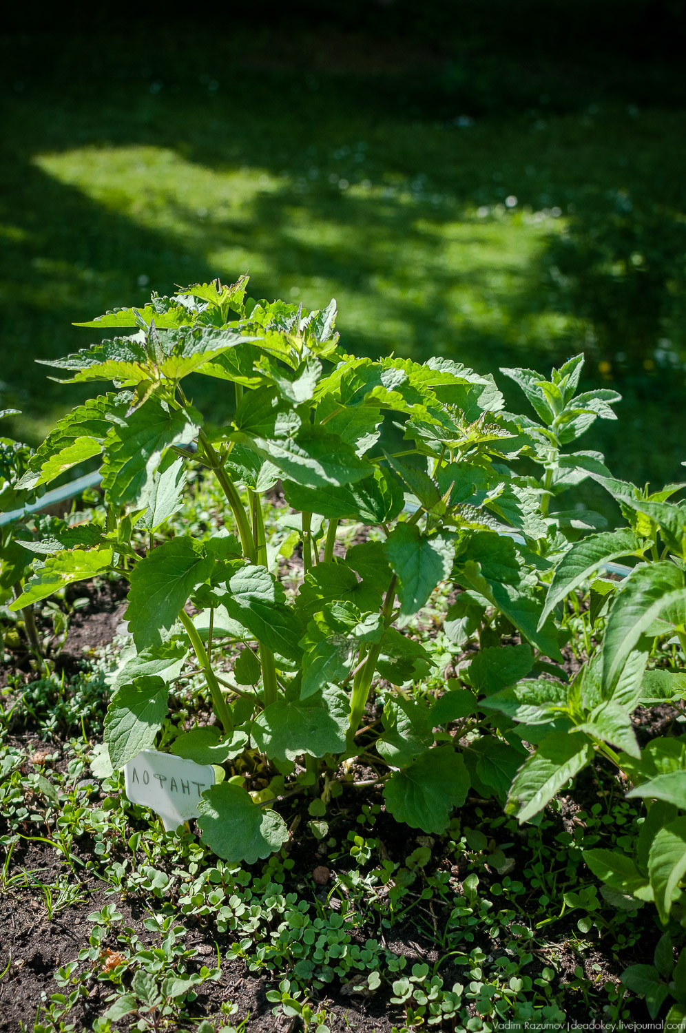 усадьба Валуево в мае