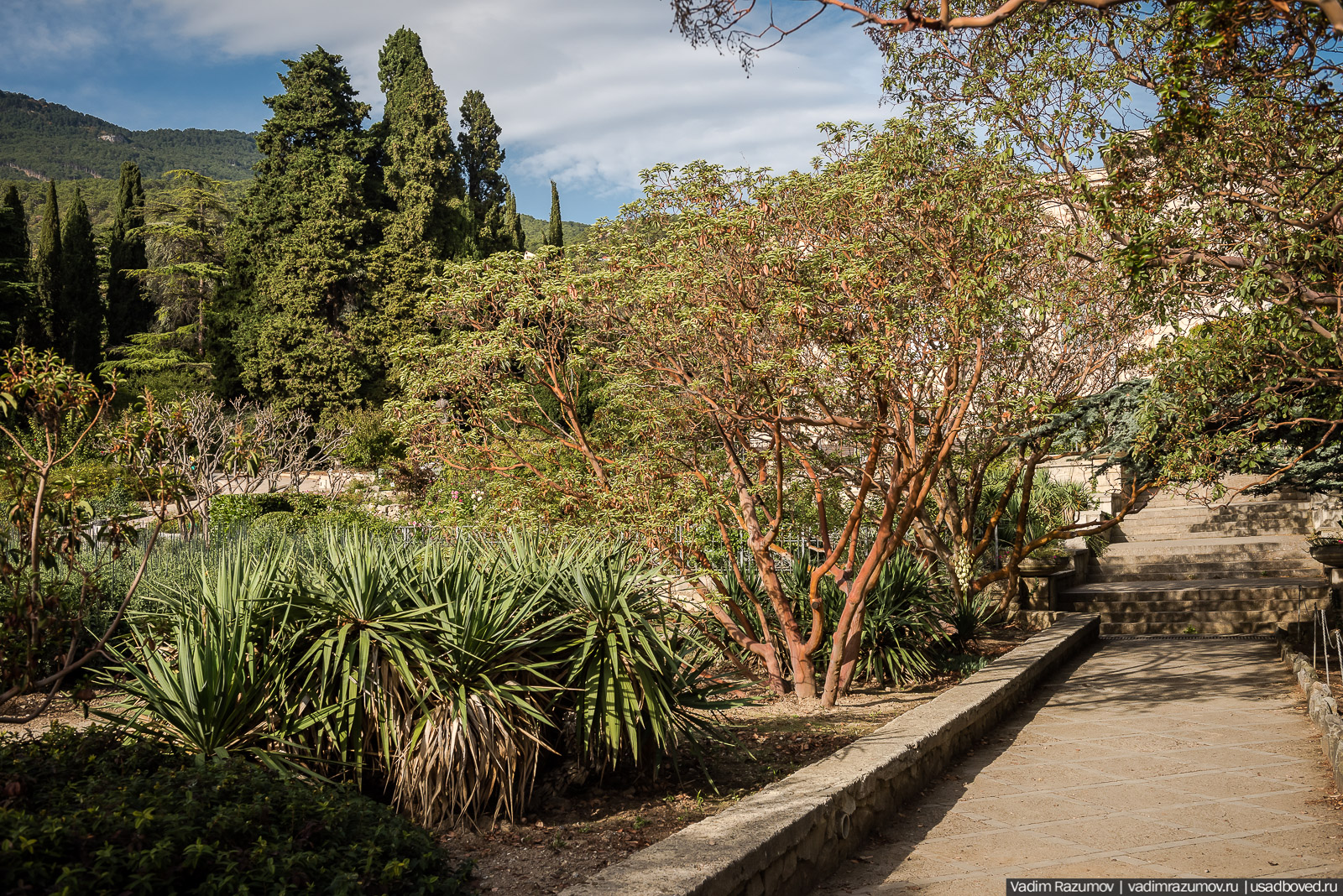 Никитский ботанический сад