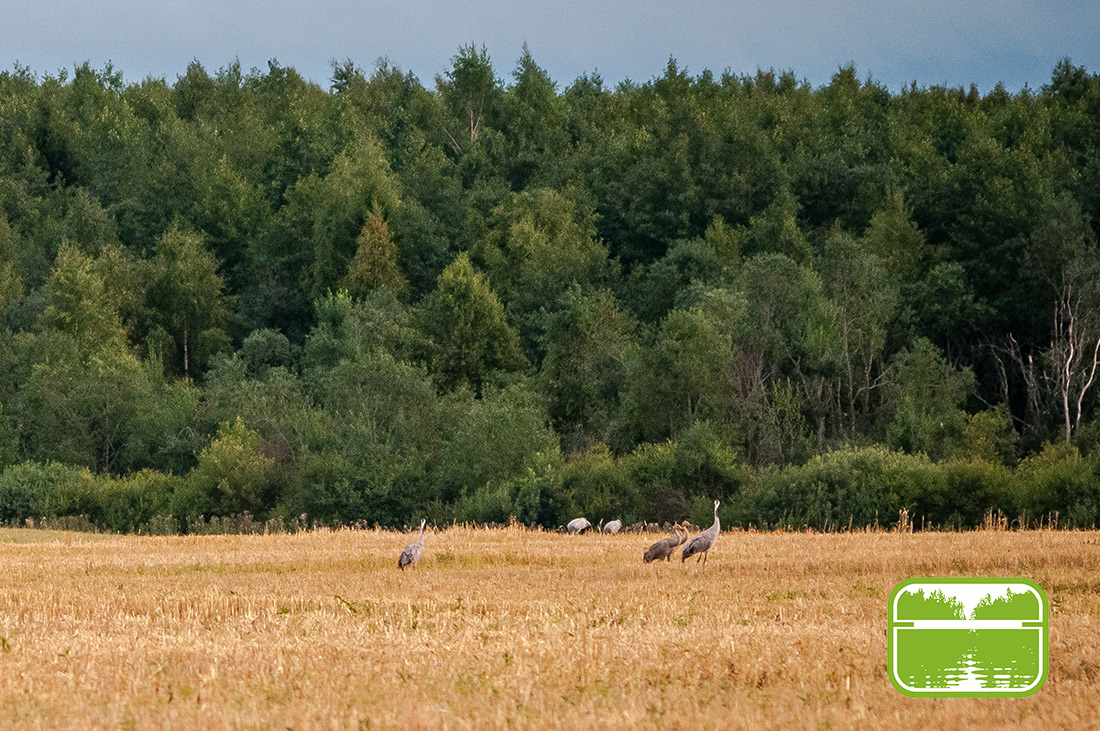 Экоэлектричка на родину журавлей в Талдомский район