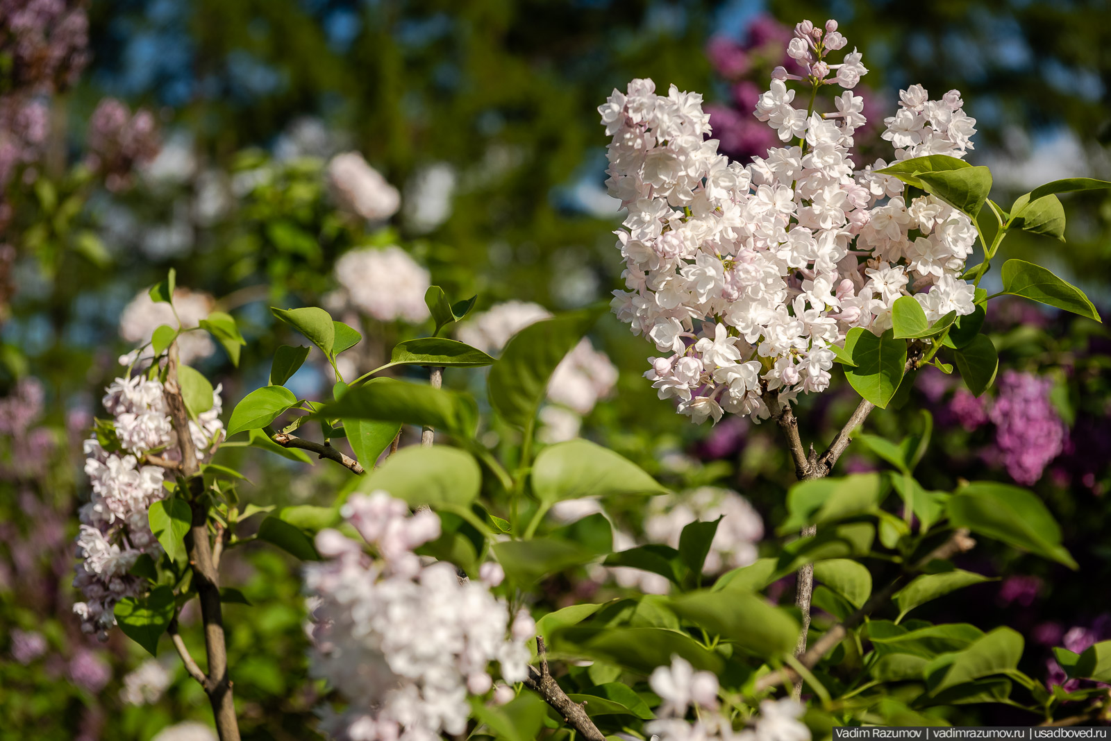 Мещерский дендрарий, ЛОСС, усадьба Барсуково, цветение сирени, Липецкая области