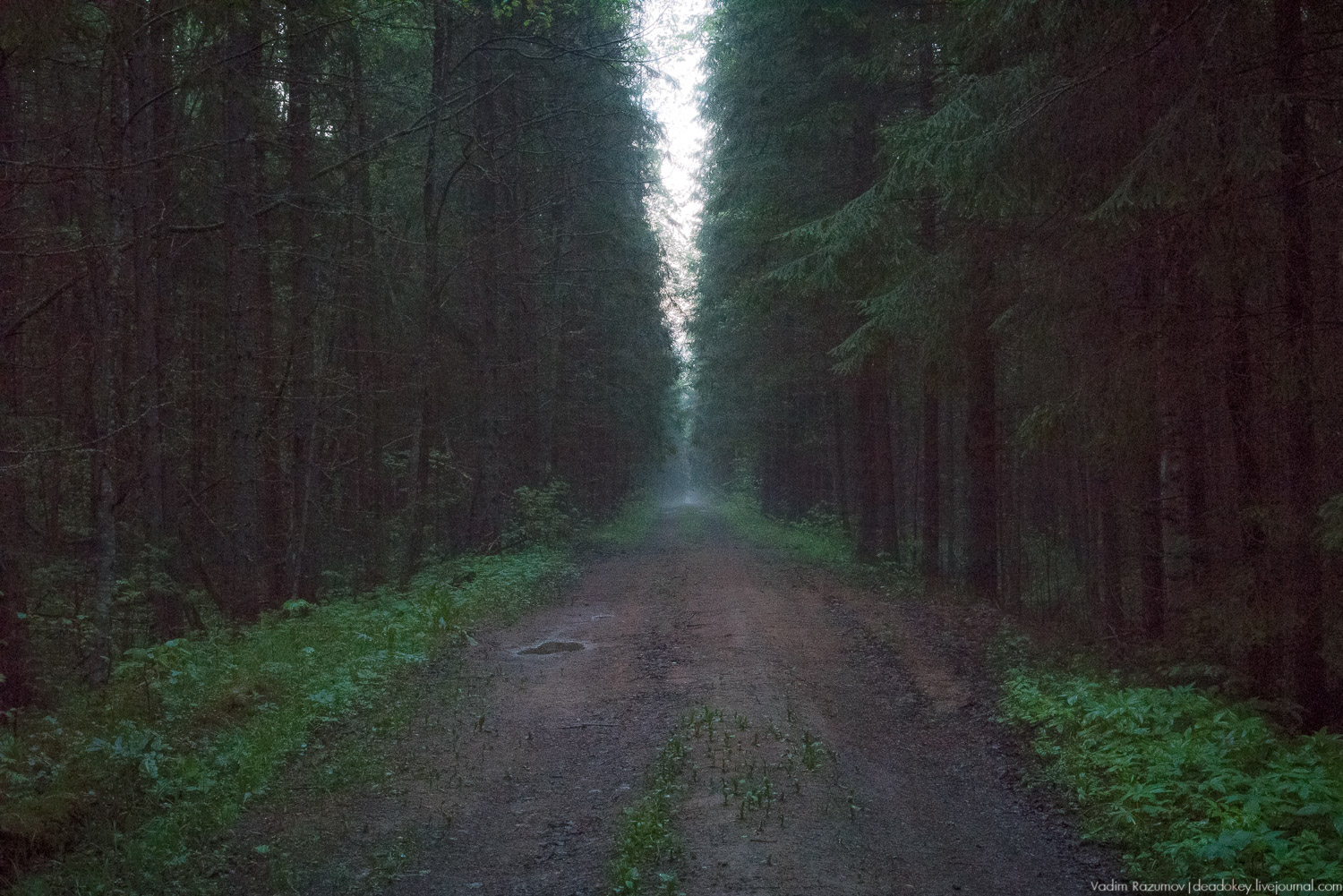 Центрально-лесной государственный природный биосферный заповедник, Нелидовский район, Тверская область, пос. Заповедный