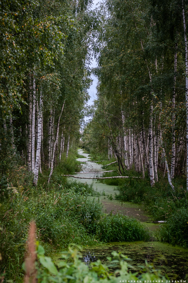 Экоэлектричка на родину журавлей в Талдомский район