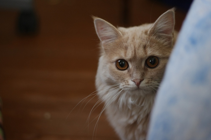 IMG_9520 - копия (700x466, 90Kb)