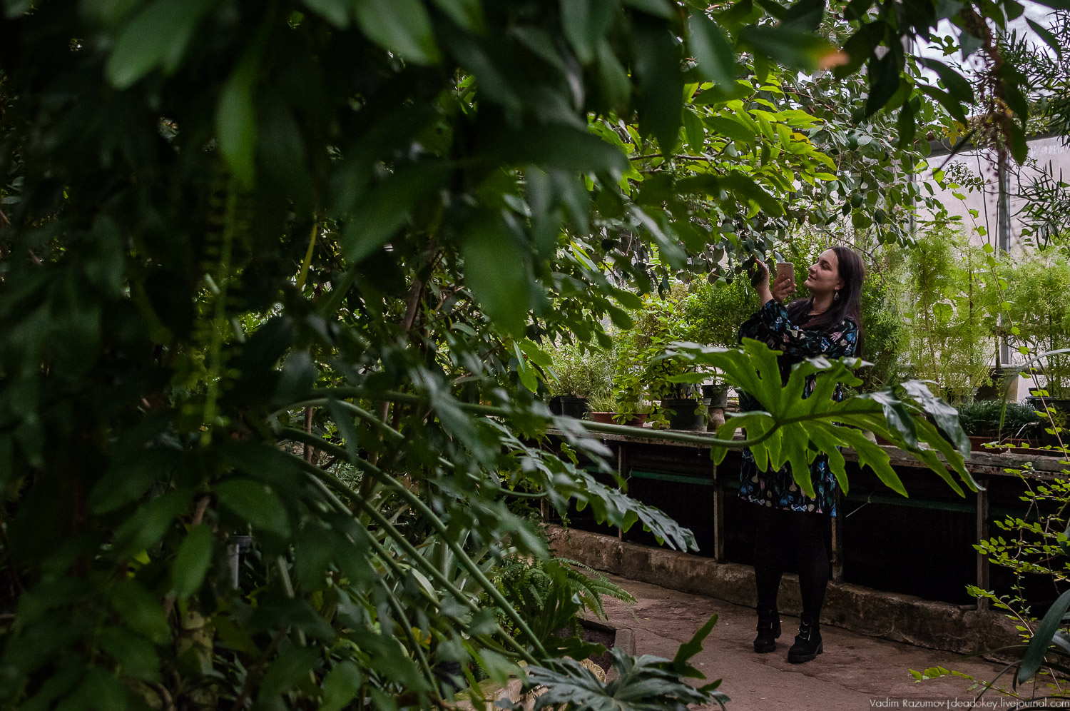 Ботанический сад, фондовая оранжерея, Экоэлектричка, борщевик