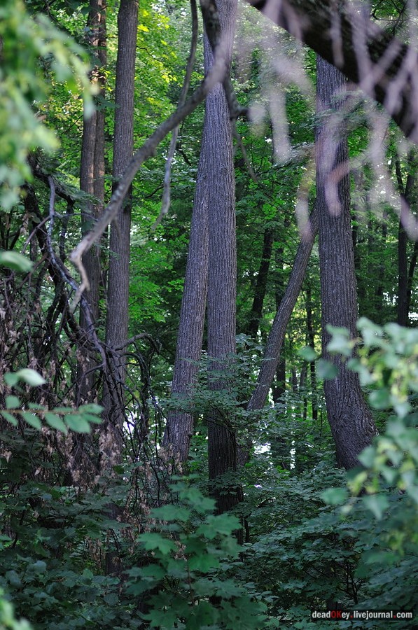 усадьба Клины