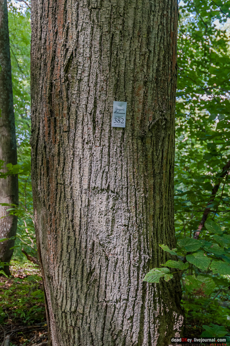 усадьба Васильевское Повалишиных