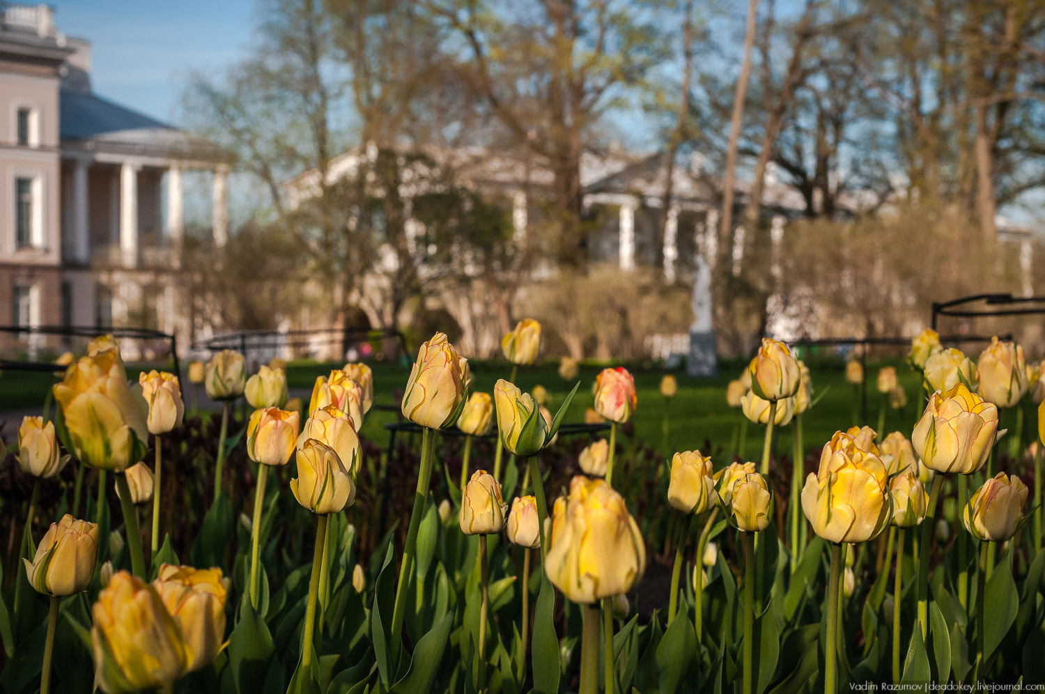 Цветы в усадьбах, поздравление с 8 марта