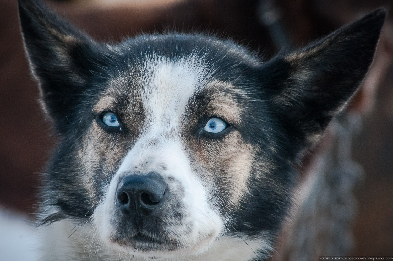 Рузская Аляска, Рузский район Московской области, Экоэлектричка