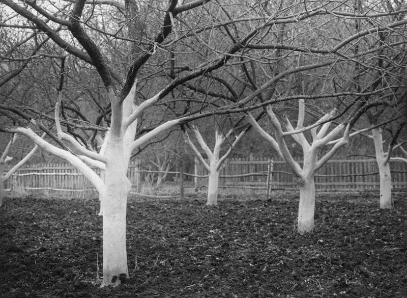 Усадьба Остафьево. Архивные фотографии