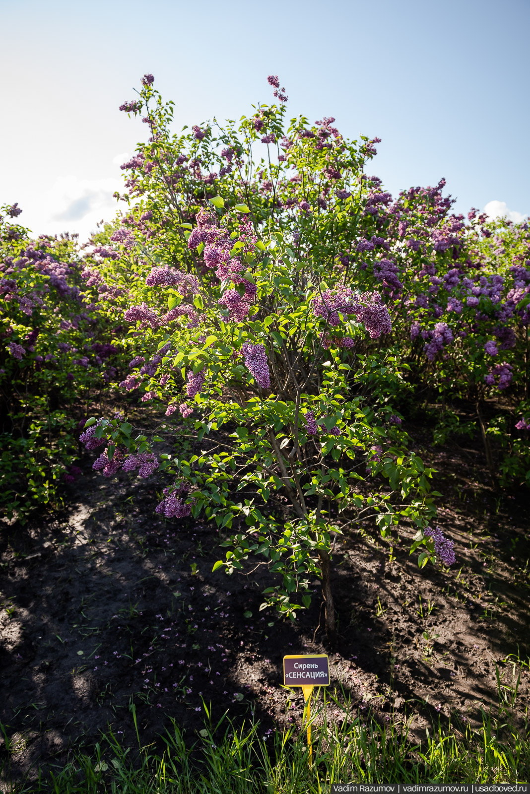 Мещерский дендрарий, ЛОСС, усадьба Барсуково, цветение сирени, Липецкая области